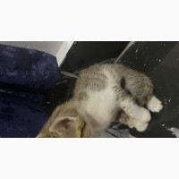 0-1 month Male Mixed Breed Persian
