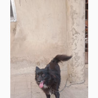 American Eskimo Mixed Breed Male Puppy 6-12 Months