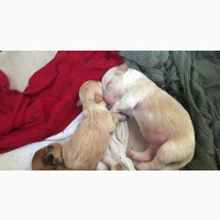 Healthy Lifestyle for Your Pets