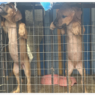 Purebred Boerboel Puppies Available for Sale