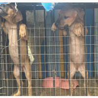 Purebred Boerboel Puppies Available for Sale