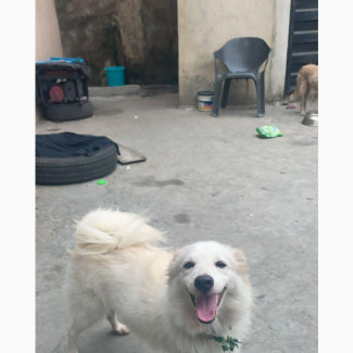 Female American Eskimo Adult For Sale