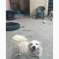 Female American Eskimo Adult For Sale