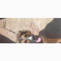 Purebred German Shepherd Female for Sale