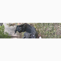 Kymco 2008 Black