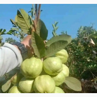 Guava in Nursery Stage