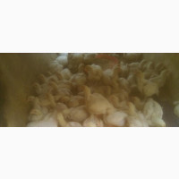 Chickens for Sale in Aso Lugbe