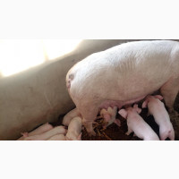 Exotic Pigs Breeding Farm