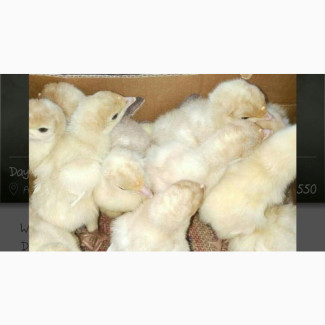 Foreign Turkey (Poult) - Pure and Healthy Breed