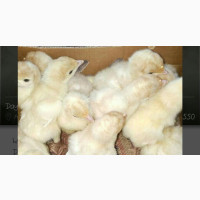 Foreign Turkey (Poult) - Pure and Healthy Breed