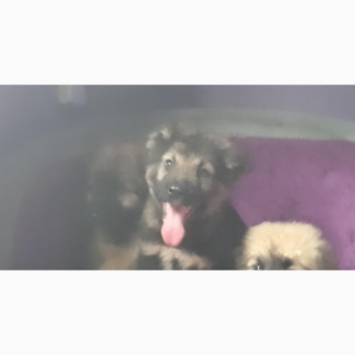 Lovely Male Purebred Caucasian Shepherd Available