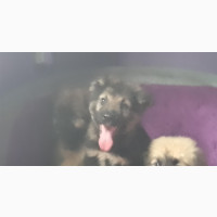 Lovely Male Purebred Caucasian Shepherd Available