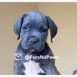 1-3 Month Male Purebred Cane Corso