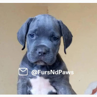1-3 Month Male Purebred Cane Corso