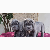 Neapolitan Mastiff Puppies Available for Sale - Female