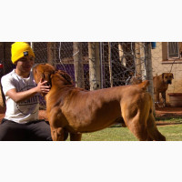 Professional Dog Training Services - Milly K9