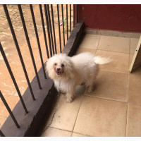 6-12 Month Male Purebred Lhasa Apso