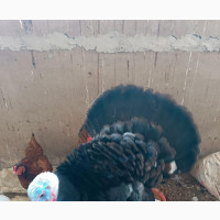 Matured Male Turkey - High Fertility