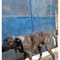Male Purebred Boerboel for Stud Service