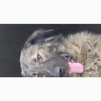 1+ year Male Caucasian Shepherd Available in Uyo