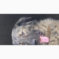 1+ year Male Caucasian Shepherd Available in Uyo