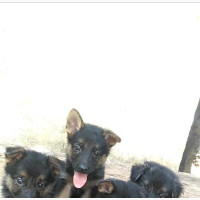 German Shepherd Puppy - Purebred Female 0-1 Month Old