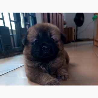 Chow Chow Pedigree Puppies for Sale