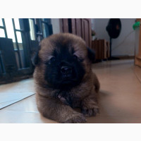 Chow Chow Pedigree Puppies for Sale