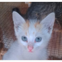 1-3 months Male Mixed Breed Exotic