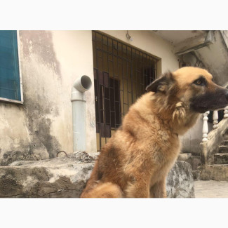 Female Mixed Breed German Shepherd