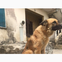 Female Mixed Breed German Shepherd