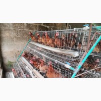 Active and Energetic Old Layers