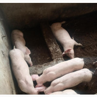Premium Exotic Purebred Pigs for Sale