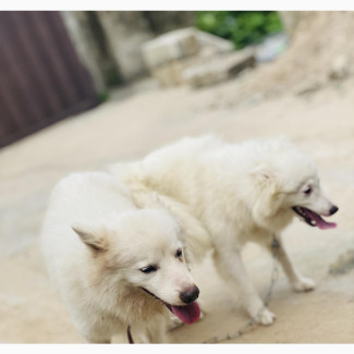 Pure Breed American Eskimo Available for Stud Service