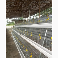 Poultry Cage for Sale
