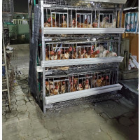 160 Layers H Type Battery Cage - High Quality