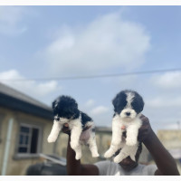 Purebred Lhasa Apso Puppies Available - Females Only