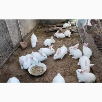 Giant Rabbits for Sale - Nationwide Delivery