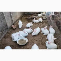 Giant Rabbits for Sale - Nationwide Delivery