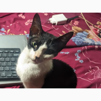 6-12 months Male Purebred Male tuxedo cat for immediate pick up