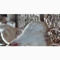 Matured Healthy Broilers and Noilers for Sale - Chickens
