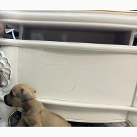 Boerboel Puppies for Sale - 1-3 Months Male Purebred Boerboel