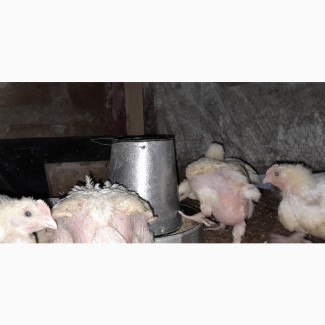 Book Early for Christmas Chickens