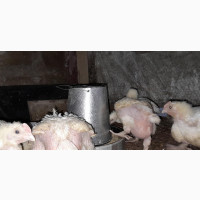 Book Early for Christmas Chickens