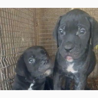 Male Purebred Cane Corso Puppy - 1-3 Months Old