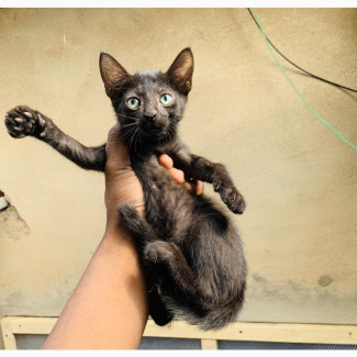 1-3 months Male Purebred Savannah