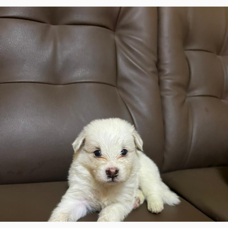 Фото 1/1. 0-1 month Male Purebred Japanese Spitz