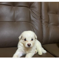 0-1 month Male Purebred Japanese Spitz