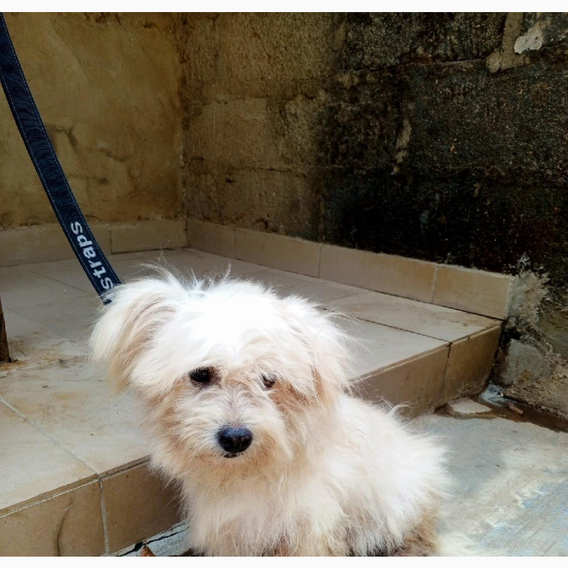 Фото 1/1. Male Purebred Lhasa Apso for Stud Service Only