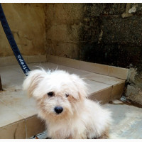 Male Purebred Lhasa Apso for Stud Service Only